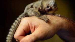 Väčšina - najmenšia opica na svete